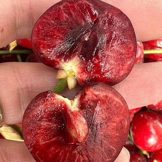 新疆阿克苏大樱桃 应季水果 新疆樱桃 商品图4