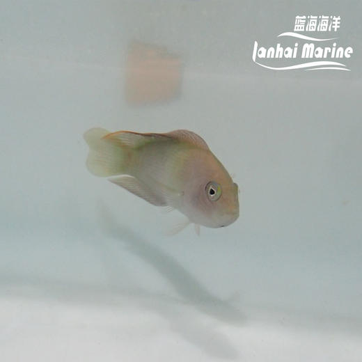 红猫 母 商品图6
