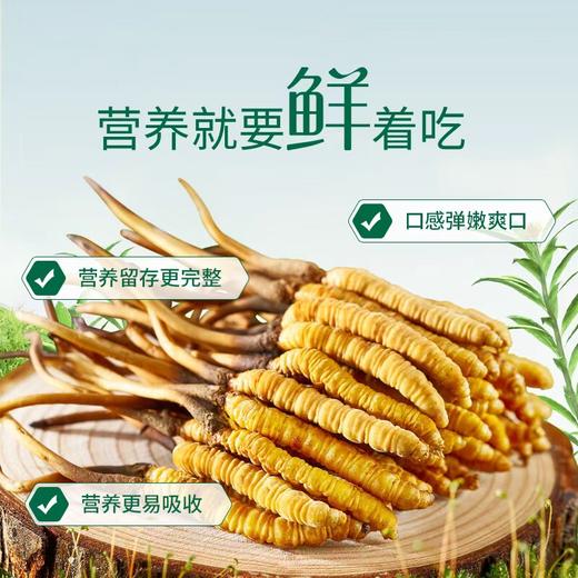 【高原第一鲜·西藏鲜冬虫夏草】2026头茬新鲜鲜虫草！源自“世界屋脊”西藏 核心产区 源头采挖 季节限定 高山雪顶 净土好草 五折预售中！（拍2发3） 商品图2