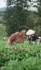 新品首发---清欢玉琼。花香四溢、清雅悠香 商品缩略图2