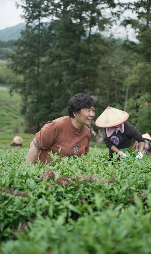 新品首发---清欢玉琼。花香四溢、清雅悠香 商品图2