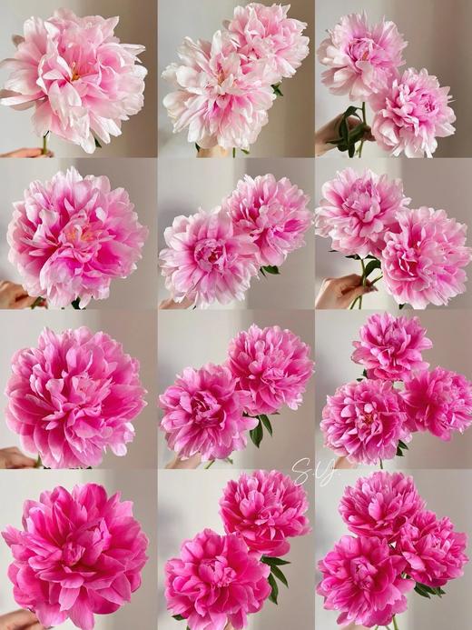 【预售！4.20起陆续发出】小丑【人间四月天，芍药铺庭前】简小姐精选粉色新品 小丑5枝 2件顺丰包邮 商品图2