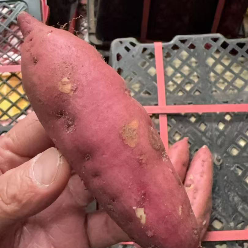 海南桥头地瓜 🍠特大果 适合烤蒸煮 软糯香甜 19.9/3斤（口碑红薯）