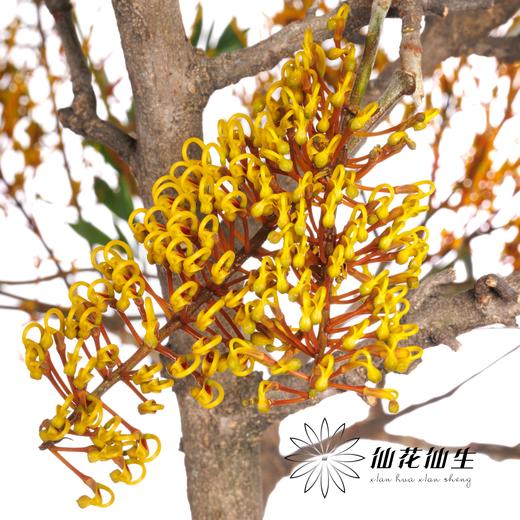 叶材 | 银桦树 商品图3