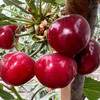 新疆阿克苏大樱桃 应季水果 新疆樱桃 商品缩略图2