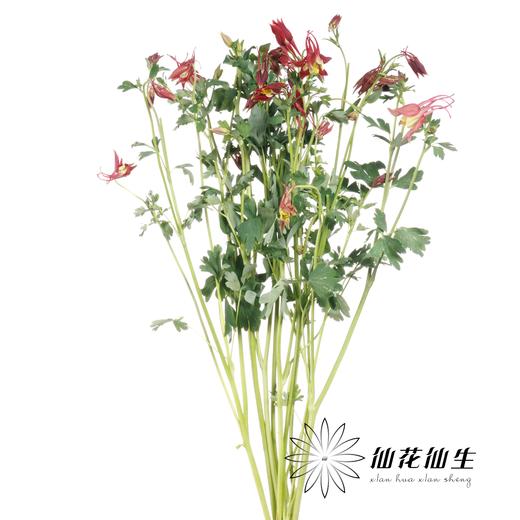 配花 | 耧斗花霞光 商品图1