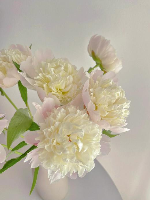 【四川重瓣芍药】花香似荔枝，沁人心脾，渐变偏光粉质感，花瓣半透明 特别仙气 商品图7