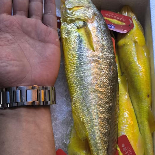 🐟宁德深海80-100米野化养殖黄鱼、4*250g条/箱 冰鲜空运 商品图4