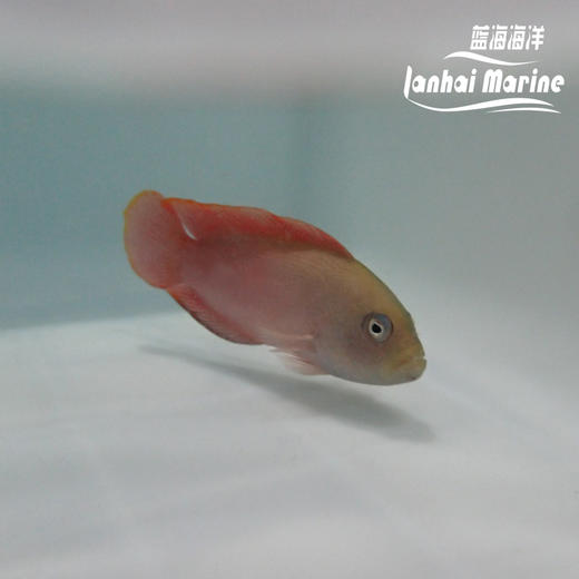 红猫 母 商品图2