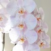 蝴蝶兰 | 奥尔堡 商品缩略图1