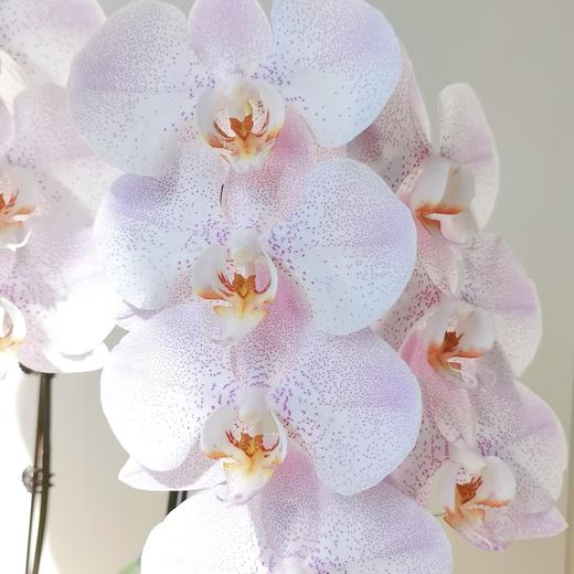 蝴蝶兰 | 奥尔堡 商品图1
