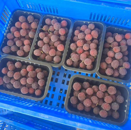 高山杨梅 口感9甜1酸 不泡药水45/盒 一斤装 商品图2