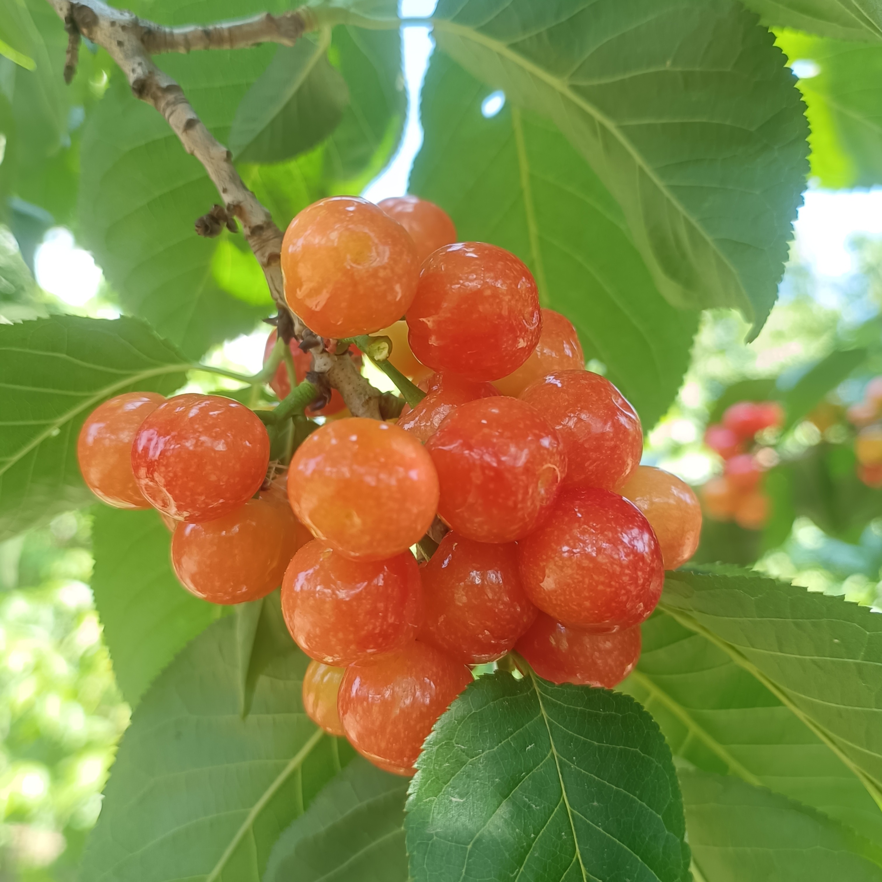 【预售，第一批4月17日起】云端小樱桃 2斤/3斤 四川“恩桃儿” 冕宁高山生态种植 色泽嫣红 酸甜多汁（产地凌晨采摘，顺丰空运直送）