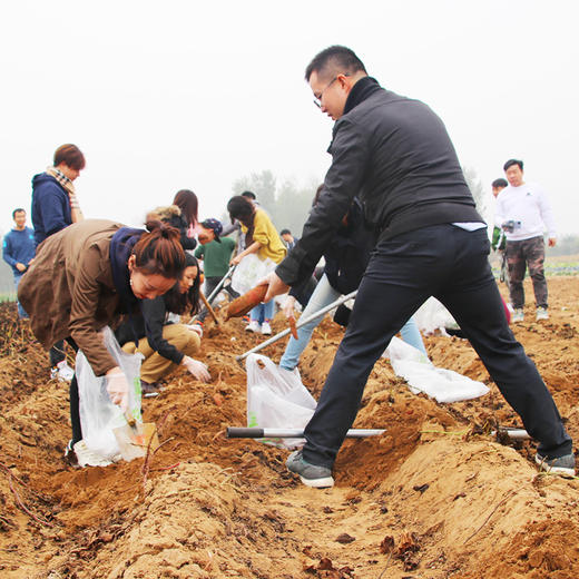 密云红薯地2026年开始认领啦！限量300块  先到先得 认领30㎡/块  农耕体验乐趣多！ 商品图4