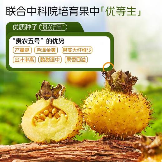 维C含量超高！【NFC原榨 种植生产双有机 配料表只有有机刺梨原汁】初好有机刺梨原浆50ml*10袋/盒*2盒 商品图2