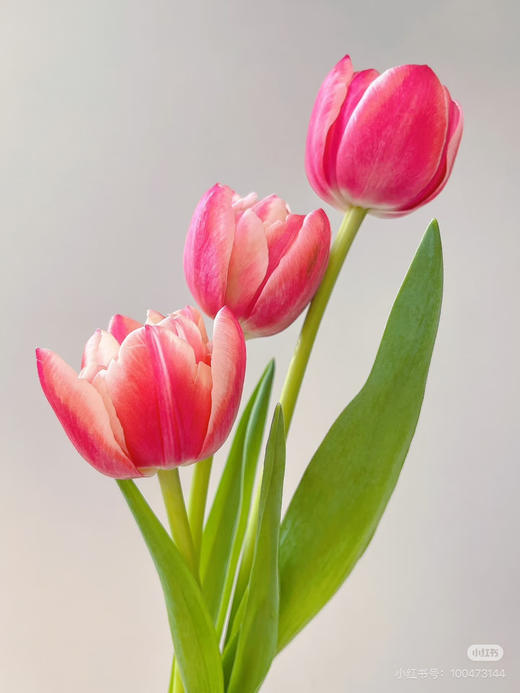 预售15号到货 草莓松饼重瓣郁金香🌷一款很特别的花花 一扎10支支长40厘米 杆粗壮 商品图1