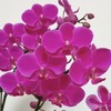 蝴蝶兰 | 满天红 商品缩略图0