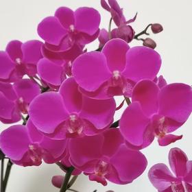 蝴蝶兰 | 满天红