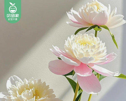 【预售-4月20日配送】四川重瓣芍药花（凤羽落金池）/1扎（10枝） 商品图2