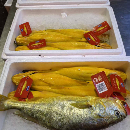 🐟宁德深海80-100米野化养殖黄鱼、4*250g条/箱 冰鲜空运 商品图0