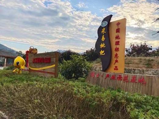 攀枝花米易.冬季早钟枇杷（4盒x400克30克+果型） 商品图6