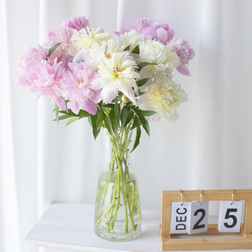 【四川重瓣芍药】花香似荔枝，沁人心脾，渐变偏光粉质感，花瓣半透明 特别仙气 商品图4