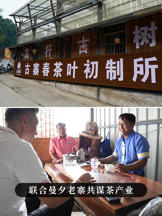 4月15日中午12点【曼夕高杆】2026年春茶预售曼夕头春古树高杆 边境遗珠，仰视森林高杆 勐海味，野韵足！500克/箱 商品图1