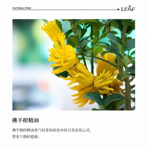 利芙耶  [心宁悦]精油组合 茶树薰衣草佛手柑 商品图4