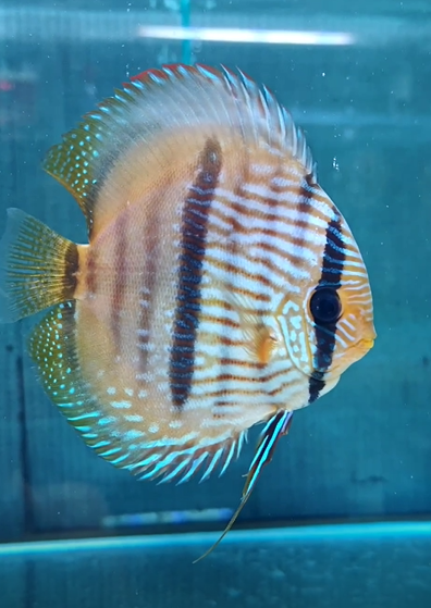 260414-1抽奖鱼：阿卡巴西湖混血黑格尔，14母，体型漂亮，第五栋非常有力。