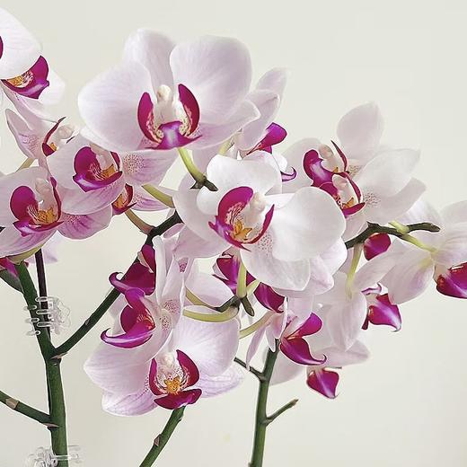 蝴蝶兰 | 貂蝉 商品图0