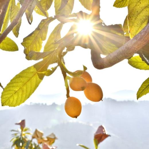 丨有机丨米易高山枇杷 四川攀枝花米易县无污染山地种植 商品图9