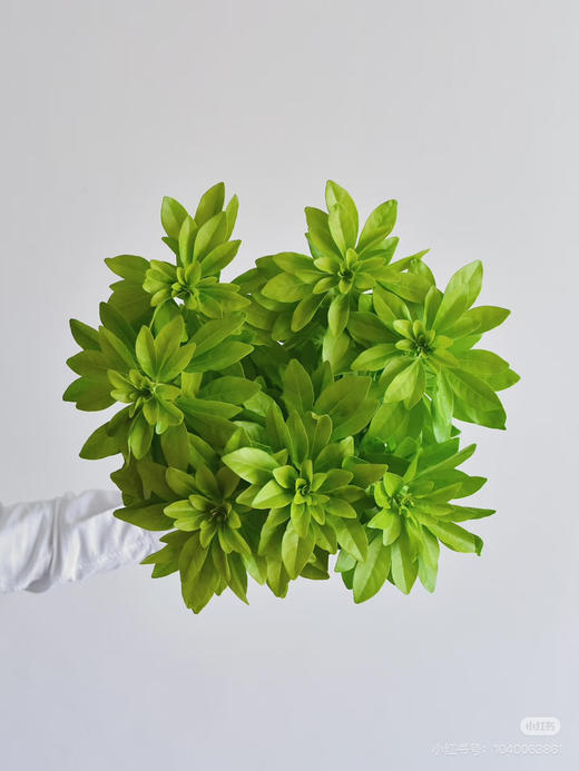 现货墨西哥桔叶 一扎5支支长60厘米 商品图1