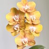 蝴蝶兰 | 拉斯维加斯 商品缩略图0