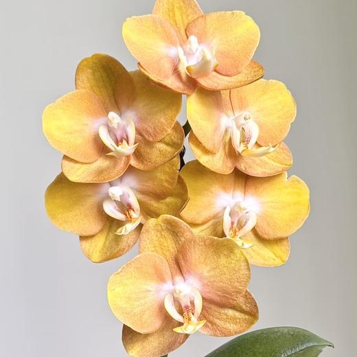 蝴蝶兰 | 拉斯维加斯 商品图0