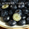 【花果香蓝莓 特别福利】口感酸甜 满满花青素 颗颗饱满新鲜 自带果霜 ~ 商品缩略图1