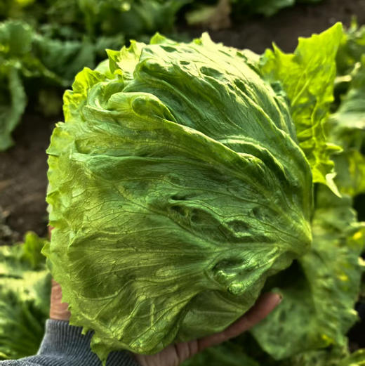 【下单后48小时发货】河北张家口 生态有机蔬菜包5斤装左右/箱，球生菜、绿甘蓝、娃娃菜、莴笋，也可每种单选 商品图3