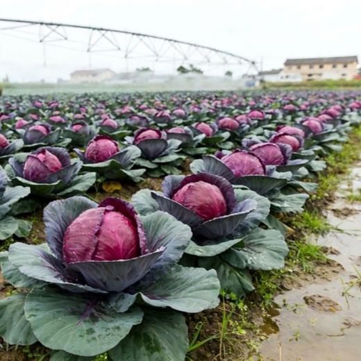 云南农家现采紫甘蓝，脆嫩清甜藏不住！ 商品图2