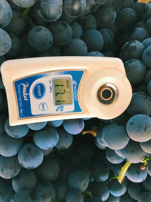 第十一年订单式种植【云南夏黑葡萄】无籽或少籽，不打膨大剂，多挂树20天采摘，风味十足（72小时内发货） 商品图10