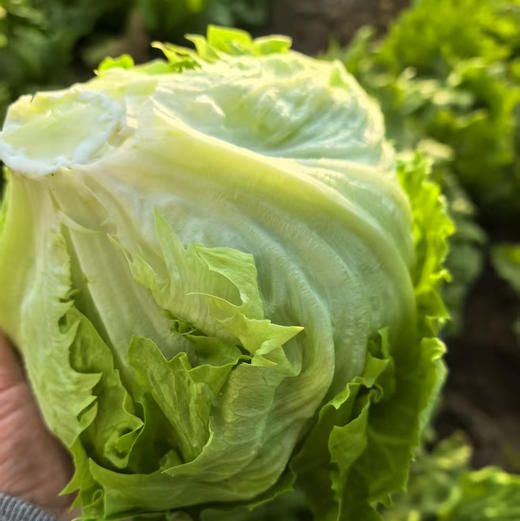 【下单后48小时发货】河北张家口 生态有机蔬菜包5斤装左右/箱，球生菜、绿甘蓝、娃娃菜、莴笋，也可每种单选 商品图2