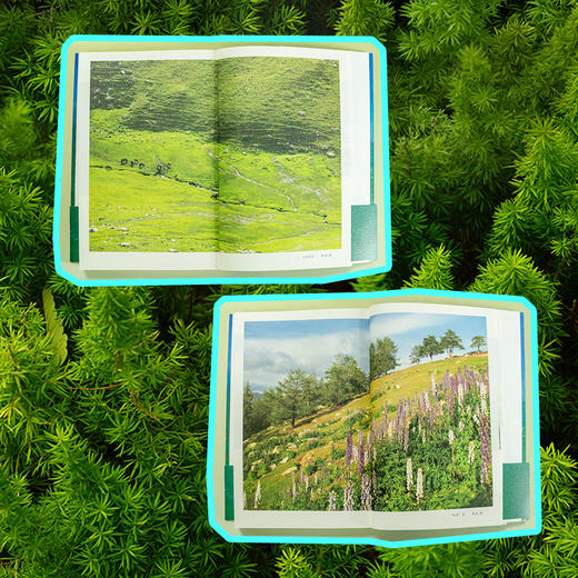 阿勒泰的角落 商品图3