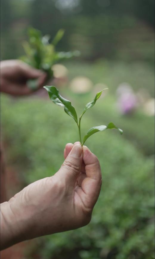 新品首发---清欢玉琼。花香四溢、清雅悠香 商品图5