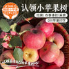 【2026抢鲜认领】儿时味道小苹果    认领后可挂专属树牌  订制苹果印字  体验采摘   风味十足的小苹果 小富士  10中旬成熟开始采摘  1棵树保产15斤 商品缩略图0