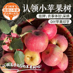 【2026抢鲜认领】儿时味道小苹果    认领后可挂专属树牌  订制苹果印字  体验采摘   风味十足的小苹果 小富士  10中旬成熟开始采摘  1棵树保产15斤