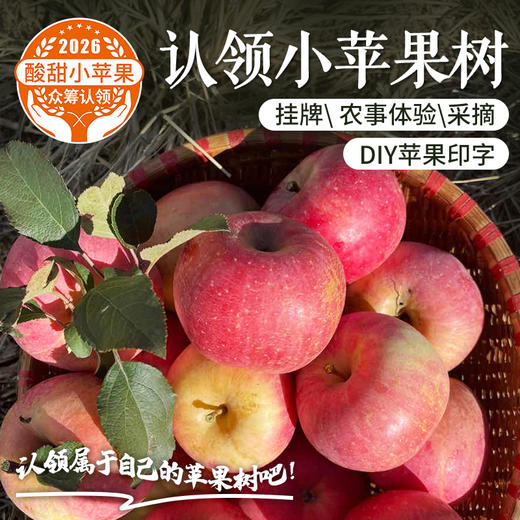 【2026抢鲜认领】儿时味道小苹果    认领后可挂专属树牌  订制苹果印字  体验采摘   风味十足的小苹果 小富士  10中旬成熟开始采摘  1棵树保产15斤 商品图0