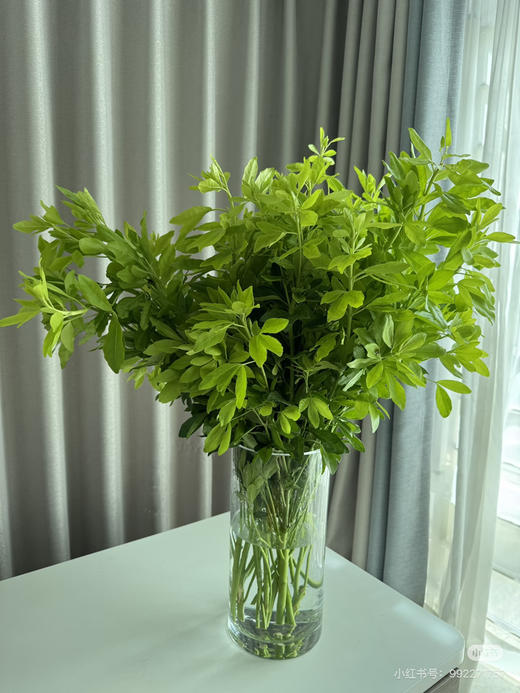 现货墨西哥桔叶 一扎5支支长60厘米 商品图2