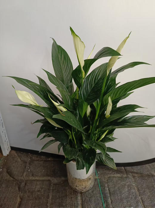 现货特级150#水培多花皇冠 商品图0