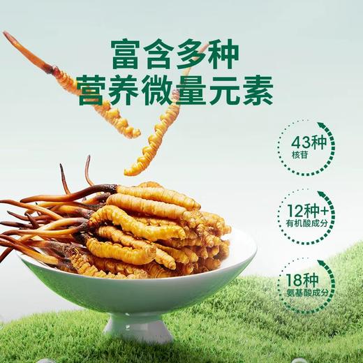 【高原第一鲜·西藏鲜冬虫夏草】2026头茬新鲜鲜虫草！源自“世界屋脊”西藏 核心产区 源头采挖 季节限定 高山雪顶 净土好草 五折预售中！（拍2发3） 商品图3