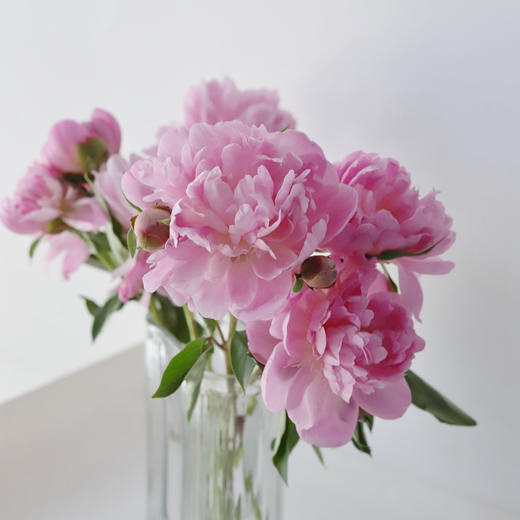 【四川重瓣芍药】花香似荔枝，沁人心脾，渐变偏光粉质感，花瓣半透明 特别仙气 商品图2