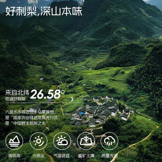 维C含量超高！【NFC原榨 种植生产双有机 配料表只有有机刺梨原汁】初好有机刺梨原浆50ml*10袋/盒*2盒 商品图1
