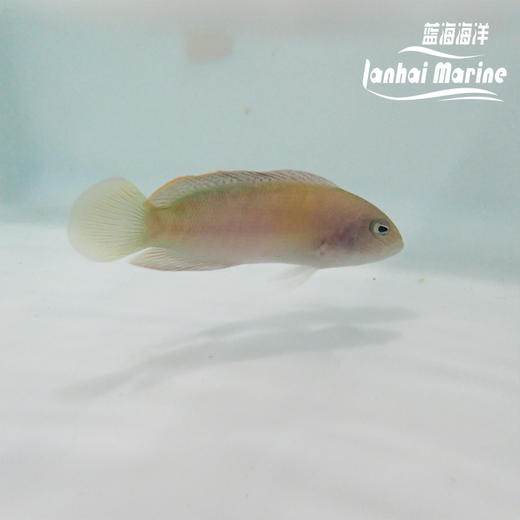 红猫 母 商品图8